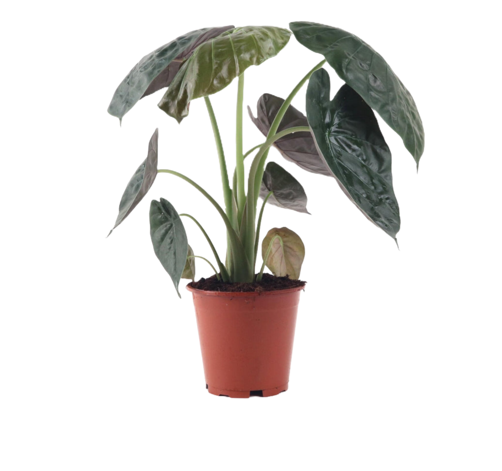 Alocasia wentii variegated thai tissue